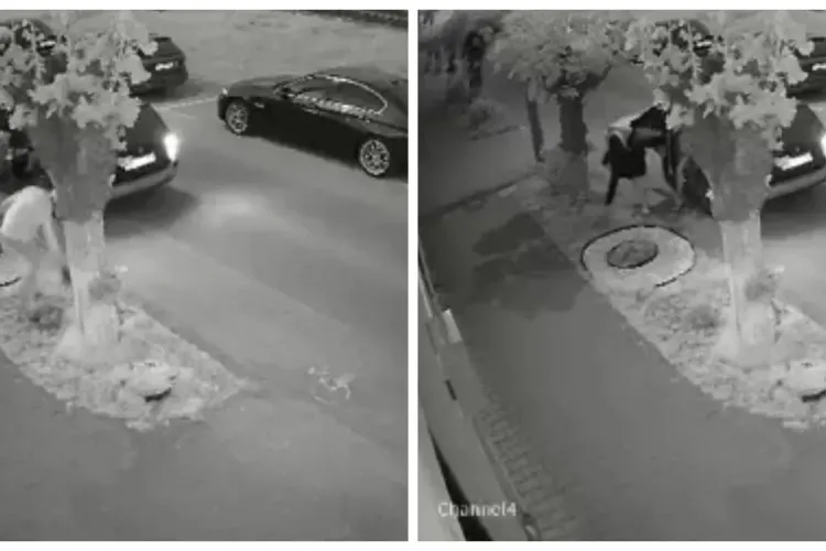 Au furat copacii plantați pe o stradă din Gherla - VIDEO