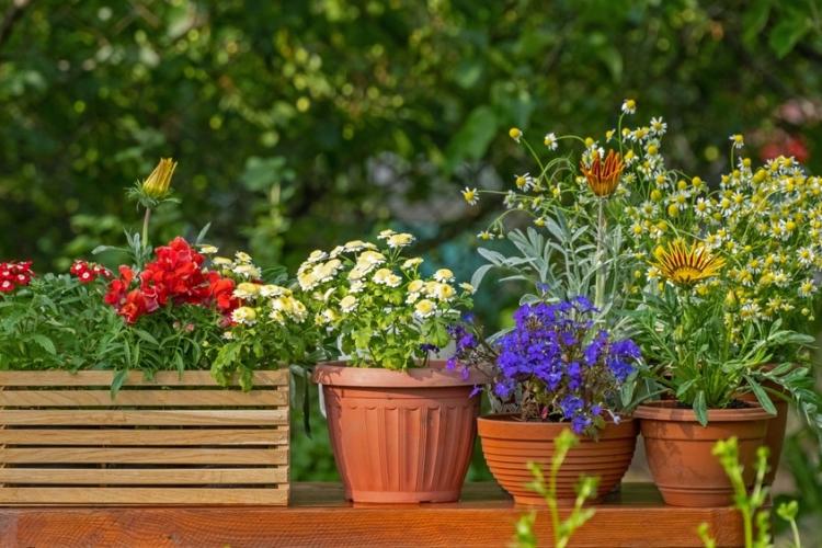 Ghivece pentru plante de exterior - cum să le alegi pe cele potrivite pentru grădina ta?