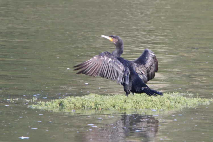 Cormoranii vor putea fi vânaţi tot anul. Legea urmează să fie promulgată