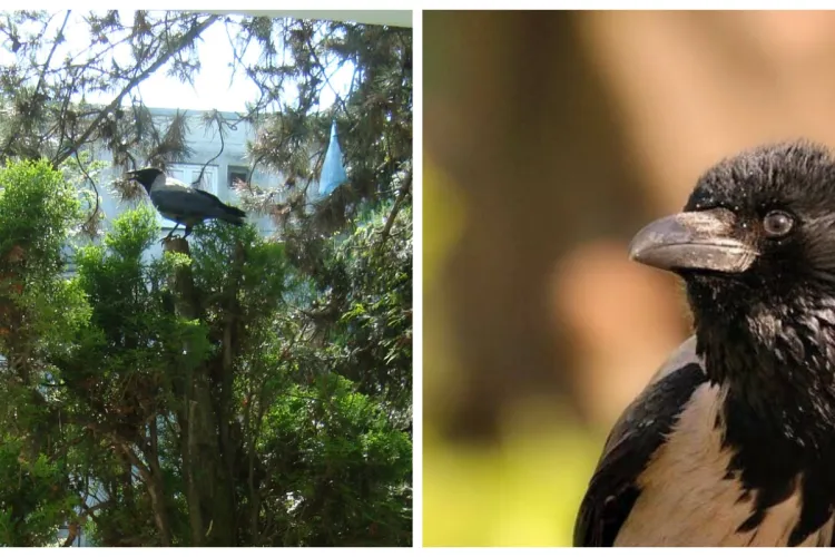 O clujeancă se teme să iasă din casă, după ce o cioară a atacat-o - FOTO