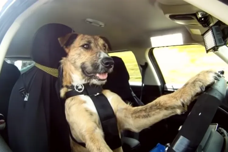 Un șofer prins în timp ce conducea sub influență a încercat să-și schimbe locul cu câinele său, iar mai apoi a dat vina pe acesta