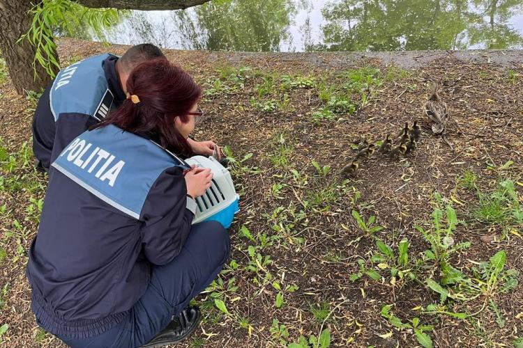 Apariție neașteptată în traficul clujean. Ce a făcut un șofer pentru a salva zece boboci de rață și pe mama lor