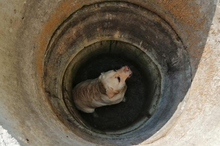 Un câine a fost salvat de pompierii clujeni dintr-o fântână - FOTO