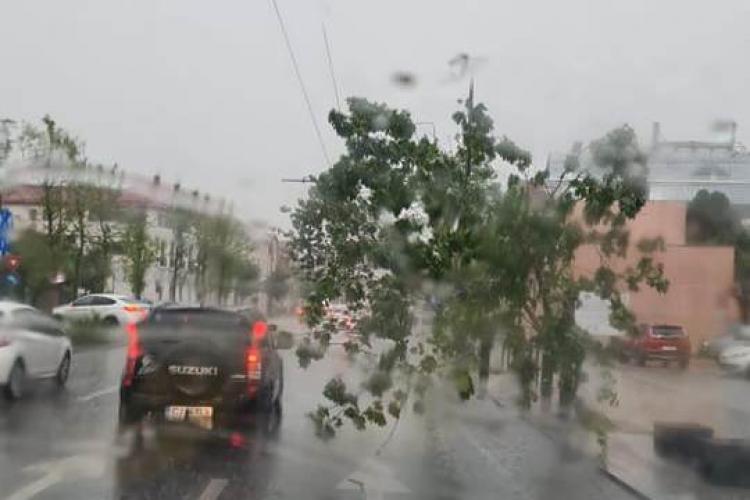 „Cam leșină copacii ăștia noi”. Clujenii fac haz de necaz de „dimensiunea verde” a Clujului, ajung copacii pe carosabil după o ploaie - FOTO