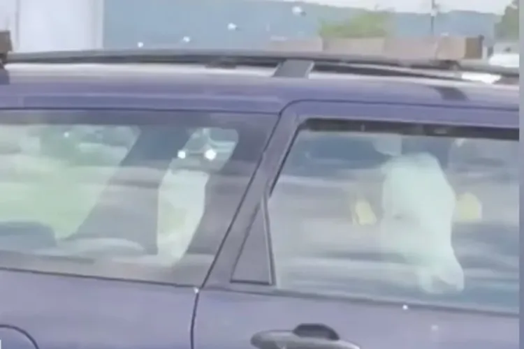 VIDEO. O vacă, plimbată cu mașina prin județul Cluj. Pasagerul „cu greutate” a fost înghesuit pe bancheta din spate a unui autoturism