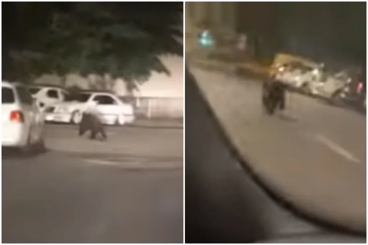 VIDEO. Urs surprins de un șofer, alergând liber pe străzi. Autoritățile ridică din umeri din nou, după ce ursul „eluziv” le-a scăpat pentru a doua oară