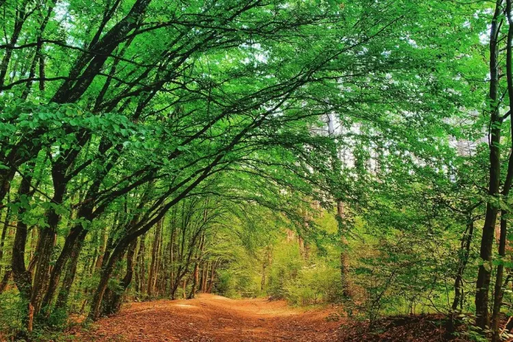 Traseul din Cluj care este o „oază” de liniște, ferită de agitația orașului. Este perfect pentru clujenii care doresc o plimbare liniștită în natură