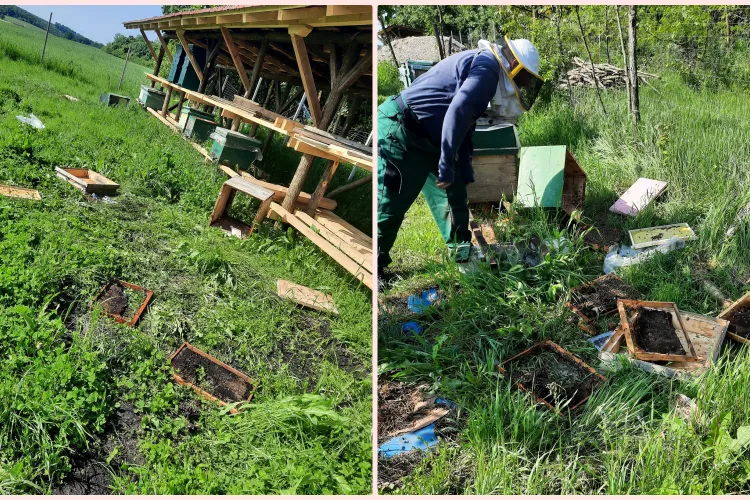 Un urs a făcut prăpăd la Suatu. I-a distrus stupii unui apicultor - FOTO