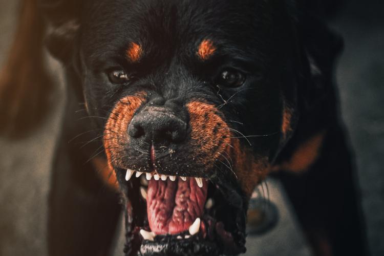 Cei care deţin câini periculoşi riscă amenzi usturătoare! În ce situații se vor aplica sancțiunile