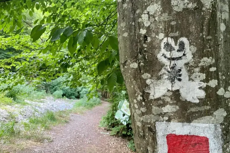 Traseul pentru plimbări care îi salvează pe clujeni de haosul și zgomotul din oraș. Este o drumeție accesibilă tuturor, chiar în Cluj-Napoca