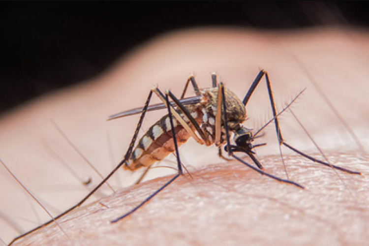 Săpunul ne transformă în magneți pentru țânțari, potrivit unui studiu realizat de experți
