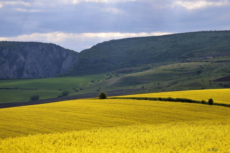 Imagini spectaculoase cu câmpurile aurii ale Clujului! Pe fundal se văd Cheile Turzii: „Un adevărat răsfăț pentru ochi și suflet”