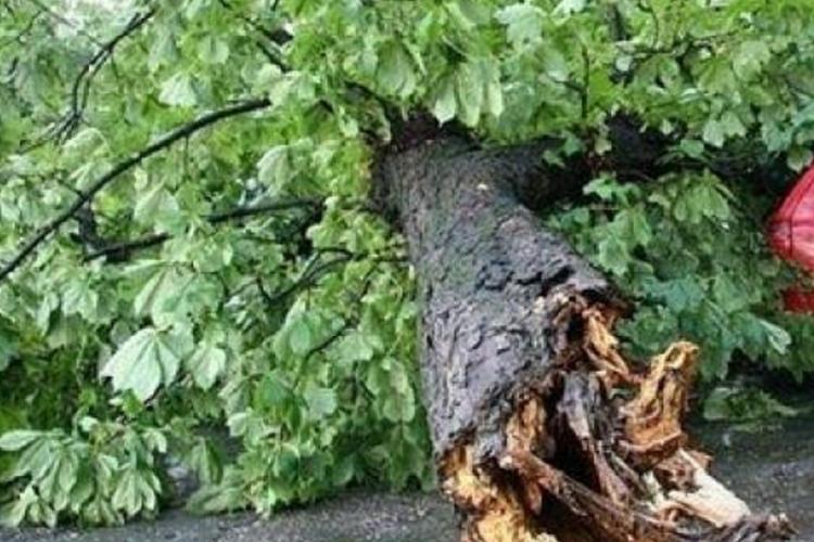 Copaci căzuți în Cluj-Napoca, în urma furtunii de duminică