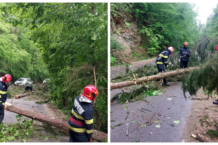 Copaci căzuți la Cluj, în urma furtunii, în oraș și la Tarnița - VIDEO și FOTO
