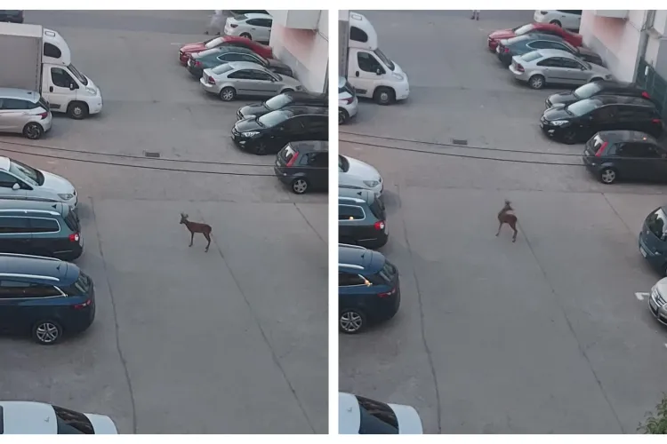 FOTO. O căprioară s-a rătăcit și a ajuns pe străzile din Florești, în timpul cutremurului de ieri: „A apărut frumusețea aceasta între betoanele noastre”