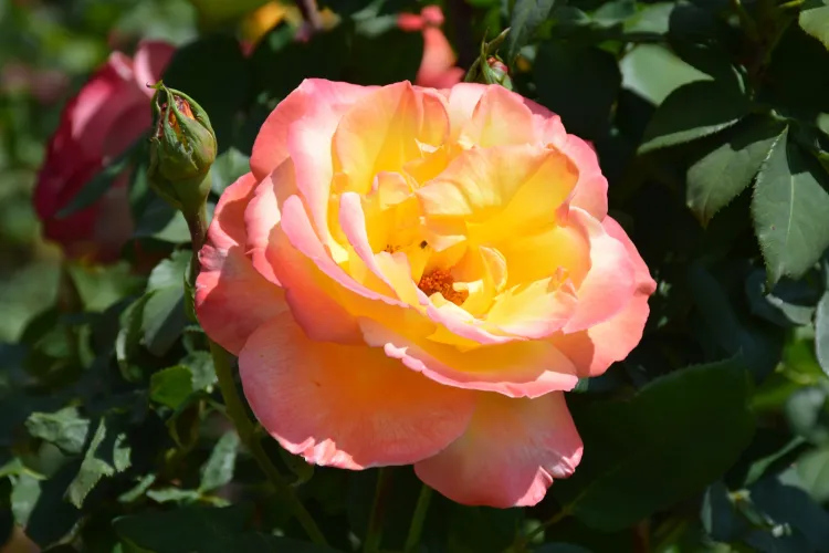 ”Parfum de Cluj” - Tribut indirect adus marelui Rudolf Palocsay - Clujenii sunt invitați să vadă trandafirii Stațiunii din Gheorgheni - FOTO