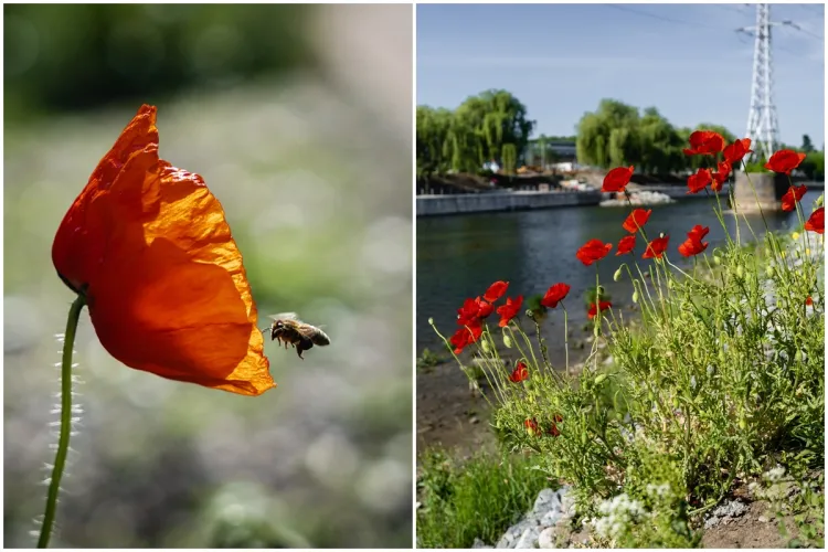 FOTO. Imagini desprinse, parcă, din tablouri. Au apărut macii pe malul Someșului!