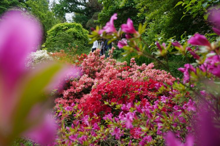 FOTO. „Explozie vibrantă de culori” la Grădina Botanică din Cluj-Napoca! Au înflorit azaleele și rododendronii