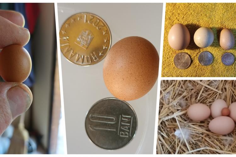 Cel mai mic ou din Ardeal a fost făcut de o găină din ferma unui clujean - FOTO și VIDEO EXCLUSIV