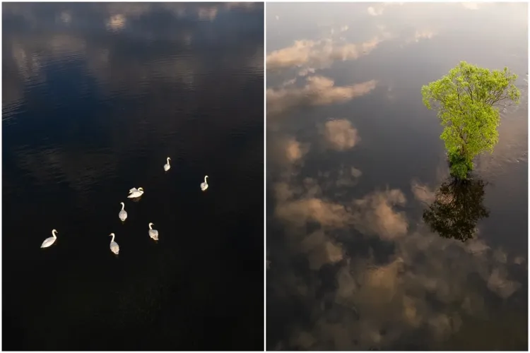 Delta Florești, surprinsă în imagini care îi lasă pe clujeni ”fără grai”. Zona reprezintă un mediu ideal pentru animale, precum castori și lebede