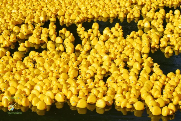 Cursa rățuștelor are loc la Cluj în 1 iunie. Banii adunați sunt folosiți la un spital din Cluj-Napoca