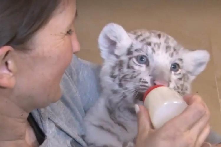 Un pui de tigru bengalez, noua vedetă a Grădinii Zoologice din Târgu Mureș! Sasha a fost adusă din Ungaria