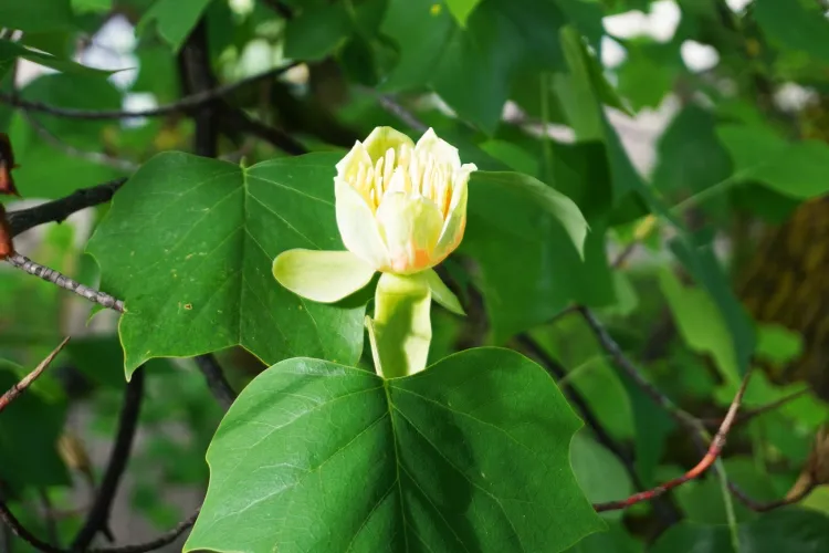 A înflorit copacul cu lalele din Grădina Botanică a Clujului - FOTO