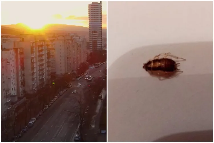 „E infestat tot blocul” - Un chiriaș clujean, disperat din cauza invaziei gândacilor de bucătărie