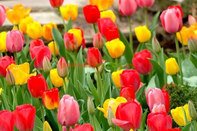 ”Clujean de 6 generații”! Fură bulbi de lalele din Piața Mărăști și tot el e furios - FOTO