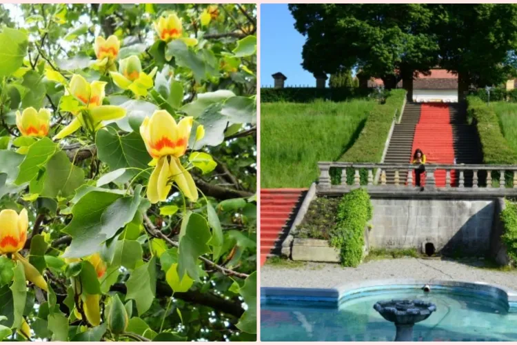 Comorile Ardealului: ”Edenul din Transilvania”, palatul cu grădini imperiale, uimește acum cu arborii în care cresc lalele - FOTO