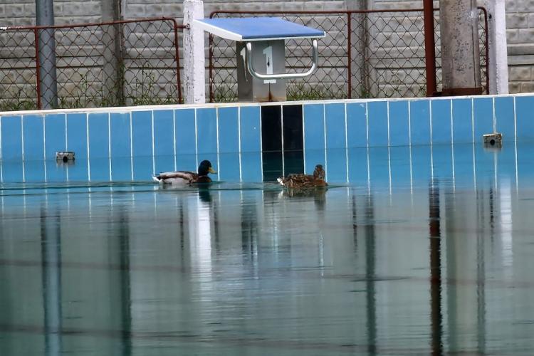 Până la deschiderea piscinei Olimpice din Cluj-Napoca, rațele profită și fac baie - FOTO