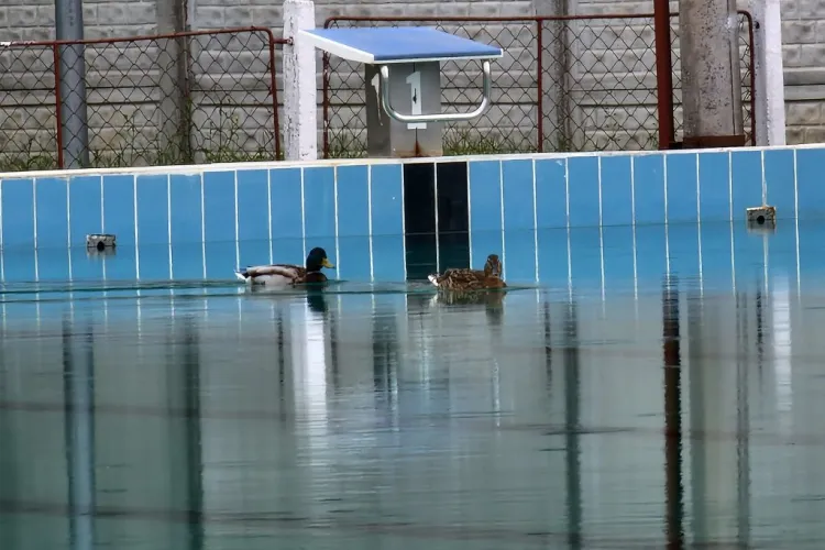 Până la deschiderea piscinei Olimpice din Cluj-Napoca, rațele profită și fac baie - FOTO