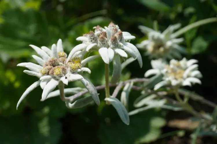 Clujenii pot admira în acest weekend sublima floarea de colț, numită și „floarea-reginei”, la Grădina Botanică din Cluj-Napoca - FOTO