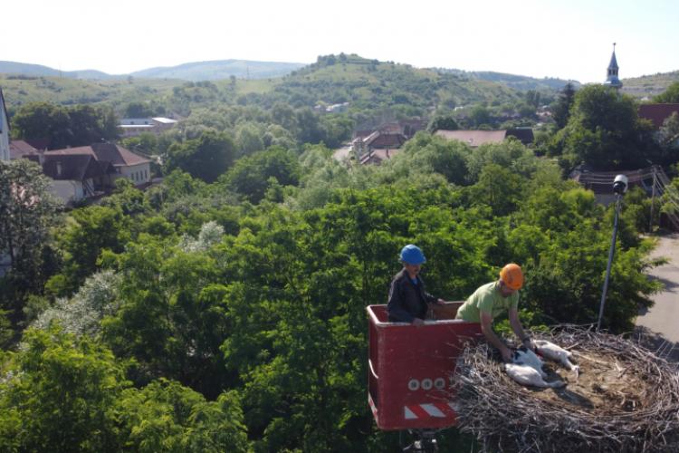 Puii de berze de la Vlaha au fost inelați - FOTO