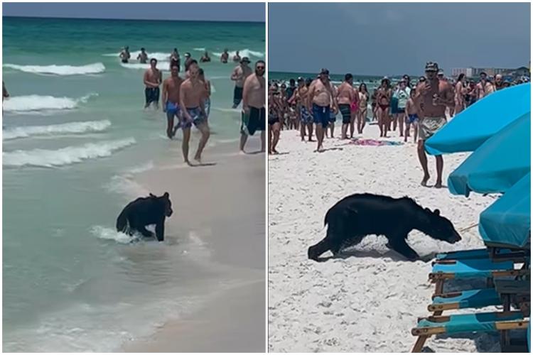VIDEO. Turiști rămași cu gura căscată, după ce un un urs a venit la plajă. Animalul s-a bucurat de apă și de valuri