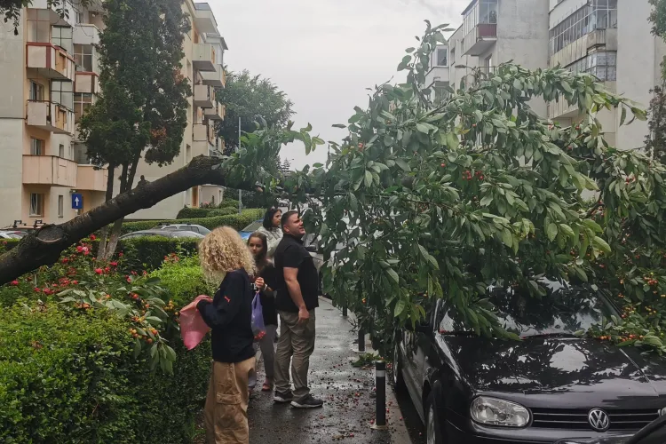 Un cireș a căzut la Cluj peste o mașină și oamenii s-au pus pe cules - FOTO