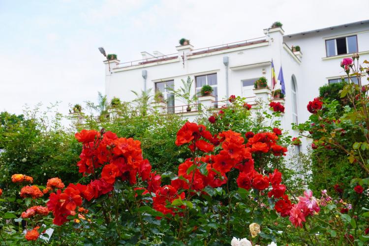 Peisaj magic creat de trandafiri la Grădina Botanică din Cluj-Napoca: „Își dezvăluie acum toată splendoarea” - FOTO