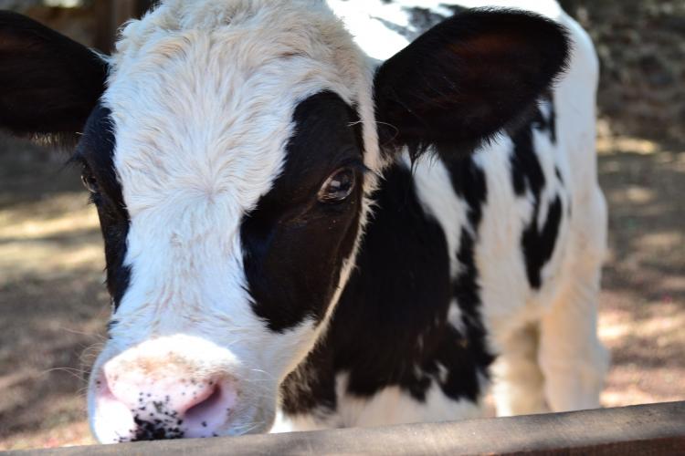 Cum se scumpește laptele de cinci ori de la poarta fermei până pe raft