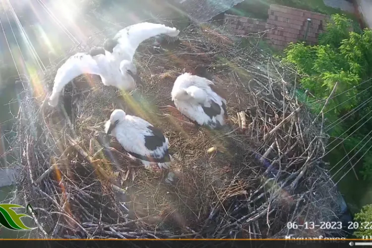 Puii de barză de la Vlaha au fost lăsați singuri! - VIDEO