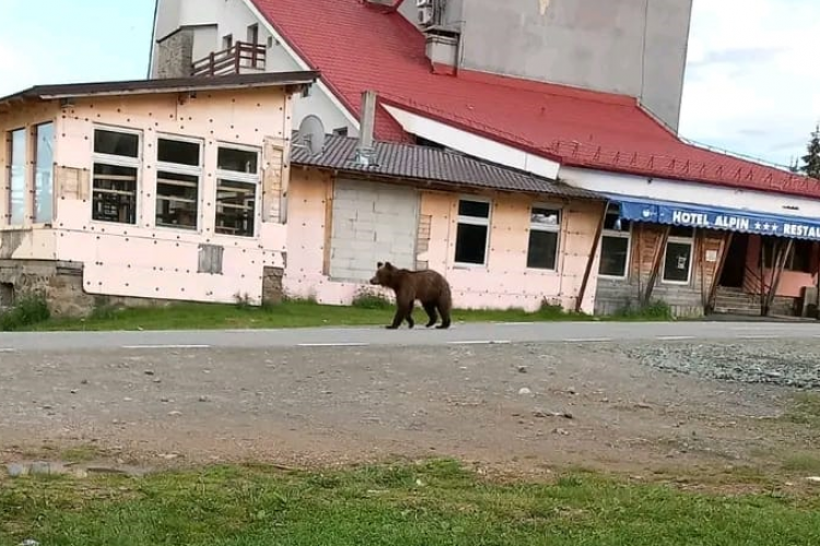 Un urs a fost semnalat lângă cabana de la Băișoara. Animalele sunt înfometate - FOTO