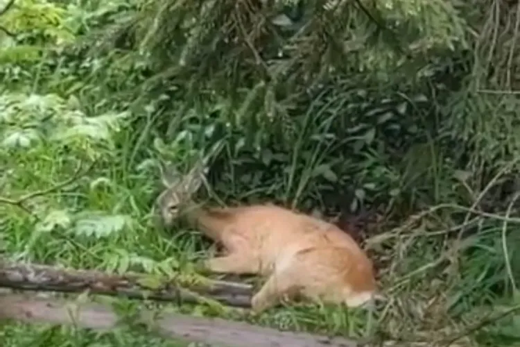 O căprioară bolnavă, găsită în spatele unei pensiuni, a fost salvată la timp. „Un turist cu suflet mare/Nu orice animal ajunge în farfurie!”-VIDEO