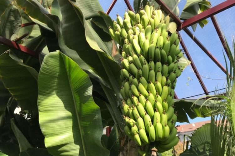 Într-un oraș ardelean bananele au ajuns la a treia recoltă. Sera domnului Nelu te poate „teleporta” într-o pădure tropicală - FOTO