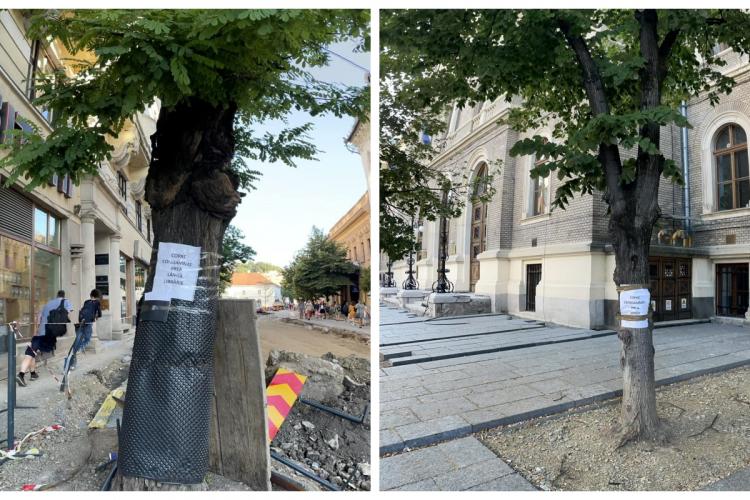 Griul betonului și granitului, noul VERDE al Clujului! Protest pentru salvarea copacilor de pe strada Universității, ce vor fi tăiați- FOTO