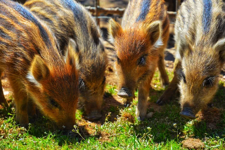 Imagini inedite în Parcul Est din Cluj-Napoca! O turmă de pui de mistreți hoinărește în căutarea mâncării - VIDEO
