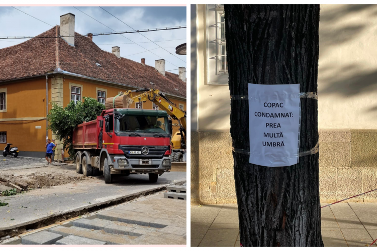 Primăria Cluj-Napoca confirmă intenția de a „reloca” copacii de pe strada Universității. În pofida protestelor, administrația vrea să planteze tei