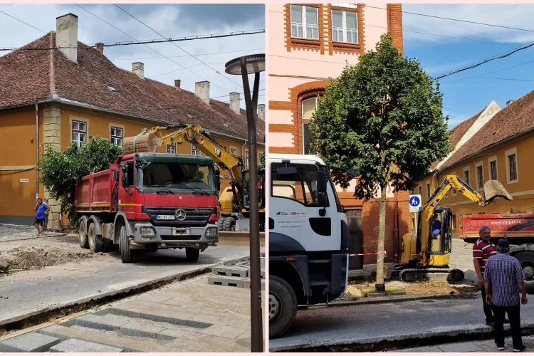 Mai mult loc pentru betoane! Pe strada Universității se taie copacii, în loc să fie scoși și replantați - FOTO