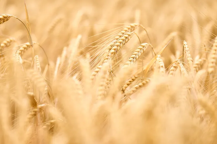 Ploile abundente au făcut ravagii în agricultură. Producţia de orz a scăzut cu aproape o treime faţă de anii trecuţi