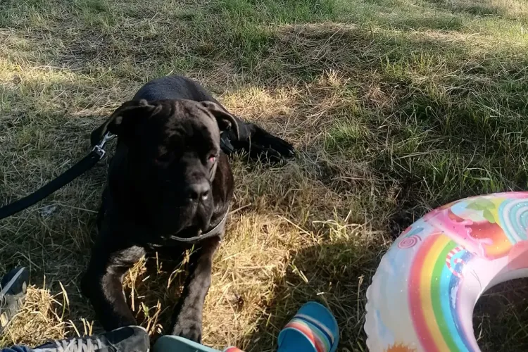 Ce să facă? Clujeancă amendată pentru că îi latră câinii: Polițistul mi-a spus să îi dau la adăpost! - FOTO cu amenda