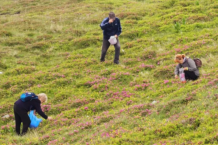 Turiștii de vârsta a treia s-au apucat să rupă flori protejate de lege, pe un vârf din Bucegi: ”Sper să vă crape obrazul de rușine” - FOTO