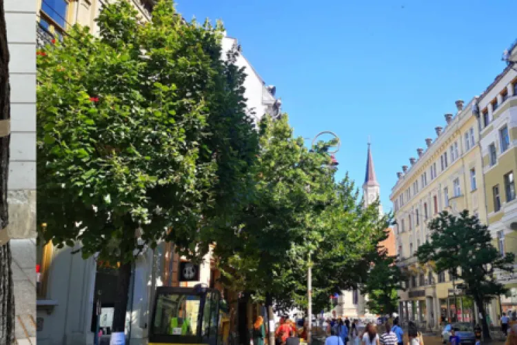 Opriți-vă și nu tăiați copacii de pe Universității! Protestul ia amploare - FOTO